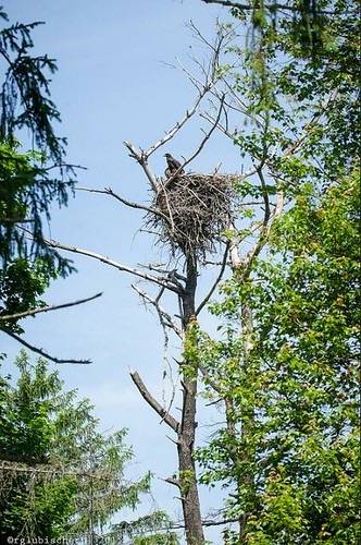 vew of the nest by PatersonGreatFalls -A Visual Reference for Teacher is licensed under CC BY-ND 2.0